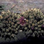 Pradosia ptychandra Flower
