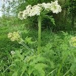 Heracleum mantegazzianumHoja