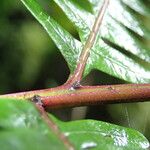 Pteris catoptera برگ