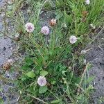 Trifolium hybridum Altul/Alta