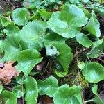 Umbilicus rupestris Leaf