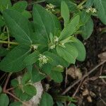 Euphorbia parviflora Natur