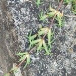 Stenotaphrum secundatum Leaf
