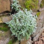 Cerastium tomentosum Hábito