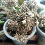 Crassula humbertiiبرگ