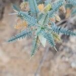 Astragalus piptocephalus Deilen