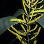 Acacia mangium Blomst
