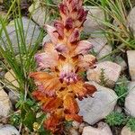 Orobanche rapum-genistae फूल