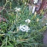 Anthericum ramosum Blüte