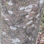 × Chitalpa tashkentensis Bark