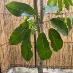 Schefflera actinophylla Alkat (teljes növény)