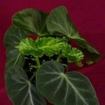 Begonia angularis Leaf