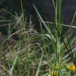 Panicum dichotomiflorum Hábito