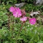 Silene pendulaFlor