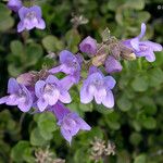 Penstemon davidsonii Kukka