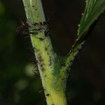 Oncocalamus mannii Bark