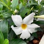 Mandevilla boliviensis Blomst