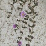 Drosanthemum hispidum Flower