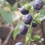 Gonzalagunia hirsuta Fruit