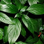 Ruellia brevifolia Leaf