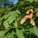 Acer heldreichii Fruit