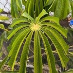 Manihot grahamii Leaf