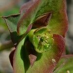 Euphorbia bubalina Bloem