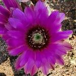 Echinocereus reichenbachii Fleur