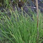 Carex canescens Квітка