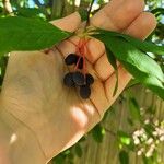 Oemleria cerasiformis Fruit