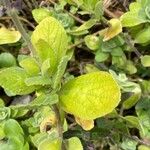 Plectranthus barbatus Levél