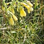 Onosma heterophylla Flower