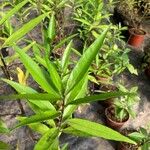 Justicia gendarussa Лист