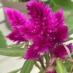 Celosia argenteaCvet