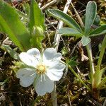 Potentilla alba 花