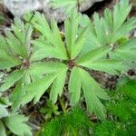 Anemone nemorosa Folha