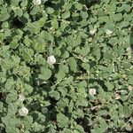 Malvella leprosa Habit