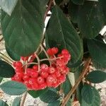 Cotoneaster coriaceus Fruto