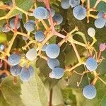 Vitis californica Frucht