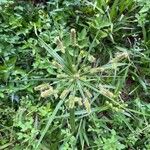 Cyperus alopecuroides Leaf