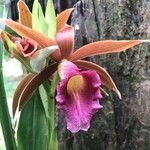 Phaius tankervilleae 花