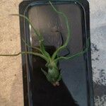 Tillandsia bulbosa 葉