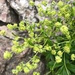 Alchemilla alpina Květ