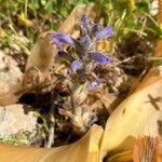 Orobanche nana Flower