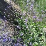 Anchusa azurea Habit