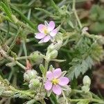 Spergula rubra Flower