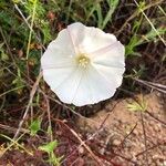 Calystegia macrostegia Õis