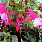 Fuchsia × standishii Flor