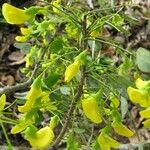 Diphysa americana ᱛᱟᱦᱮᱸ