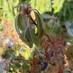 Kalmia angustifolia List